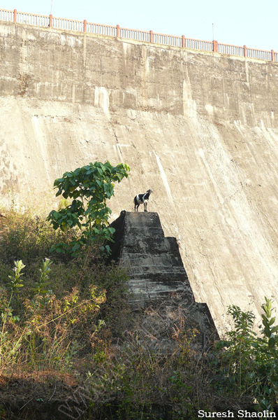 chimmini-dam-thrissur (20a)